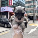 강남-045 | 강남슈나우저분양 알아보기 전 꼭 확인했던 것들