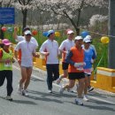 자양벚꽃100리길 이미지