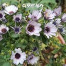디모르