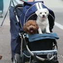 금곡동 궁내로 이미지