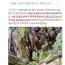 큐오레 | [공지] 무농약 노지 상추 유럽샐러드 잎상추 루꼴라 미니컵로메인 버터헤드 흑하랑 판매중 발송지연에...
