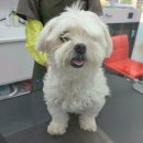 와와리 애견미용 이미지