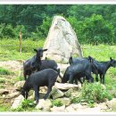 정화목장 이미지