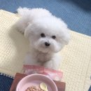 싱포밀 이미지