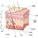판디스 이미지