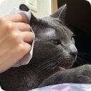 그린청결 네이버블로그
