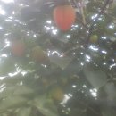 털보농장 이미지