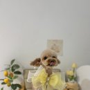 강아지 미용실 네이버블로그
