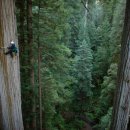 레드우드 이미지