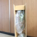 우림원예종묘 서향나무 천리향 묘목 베란다 화분
