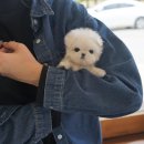 부산강아지분양 테디럽 명지본점 이미지