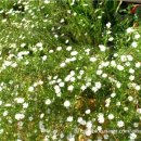 아빠의 정원 이미지