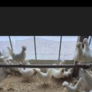 폴리쉬