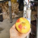 밤재농장 이미지