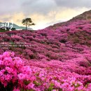 황매산 철쭉제 이미지