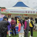 대광인견 Daum카페