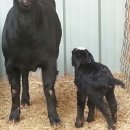 구정염소농장 이미지