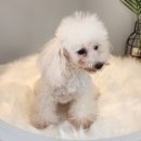 펫제제(PET JEJE) 이미지