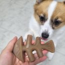 벽지 뜯는 강아지&가람 | 강아지 우드스틱 대신 베네본