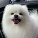 벨라루시 펫살롱 이미지