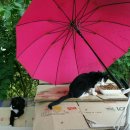 GS25 군산IC점 이미지