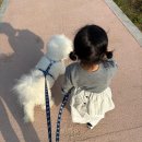 국민건강보험공단 파주지사 | '파주 공릉천' 금이동네 공원 산책(튤립🌷꽃놀이,반려견놀이터,물놀이장,주차)
