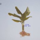 (주)진도울금 이미지