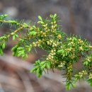 노간주나무(Juniper) 이미지