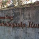 군청 메타세콰이어길 이미지