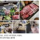 난참치