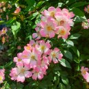 올림 행정사합동사무소 이미지