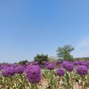 남면농장 | 태안 세계튤립꽃박람회 후기｜입장료 주차 방문 꿀팁 총정리