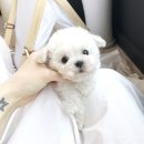 코코독(cocodog) 이미지