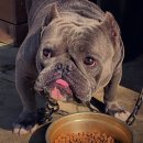 #DOG 이미지