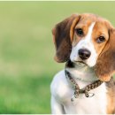 큰동물병원 이미지