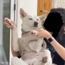 바크라우더