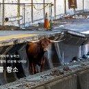 (주)황소 이미지