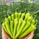 전북고추 이미지