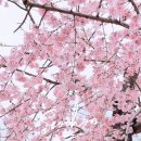 필운대로 이미지