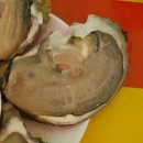 양지-3562 이미지