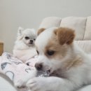 행신동물병원 이미지