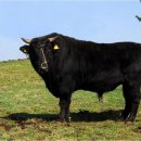 모다들엉 이미지