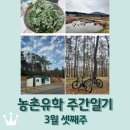 복내면 복내여자경로당 | 보성 농촌유학 주간일기 3월 셋째주/ 쑥 채취 &amp; 쑥차 만들기 / S보드 레벨업 / 아빠와 함께하는 주말