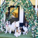 그라운독 이미지