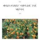 메리골드 이미지