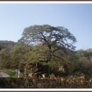 신비의소나무 앞 이미지