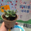 양재동 우덕재단 지역상생 행사 현장 후기 다육이 체험부터 기념품까지
