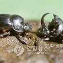 쇠똥구리마을 이미지