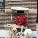 레드브릭 화이트하우스 | 일산 애견동반 브런치카페 뚜두뱅 Tudobem｜퍼푸치노 있는 유럽감성 2층 하우스카페