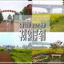 한강시민공원(등수국터널 2) | 구리 유채꽃 축제 한강시민공원 (5월 11일)